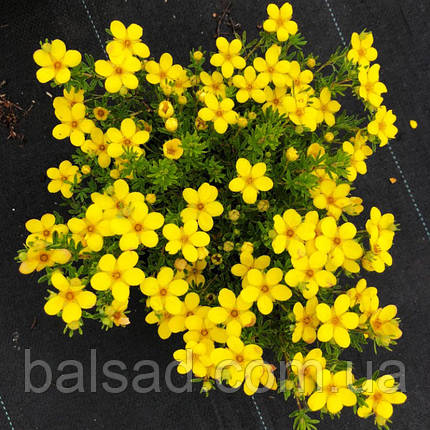 Перстач Бела Ліндсей / Potentilla Bella Lindsey, фото 3