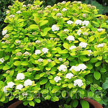 Спірея березолиста Тор Голд / С3 / Spiraea betulifolia Tor Gold, фото 5