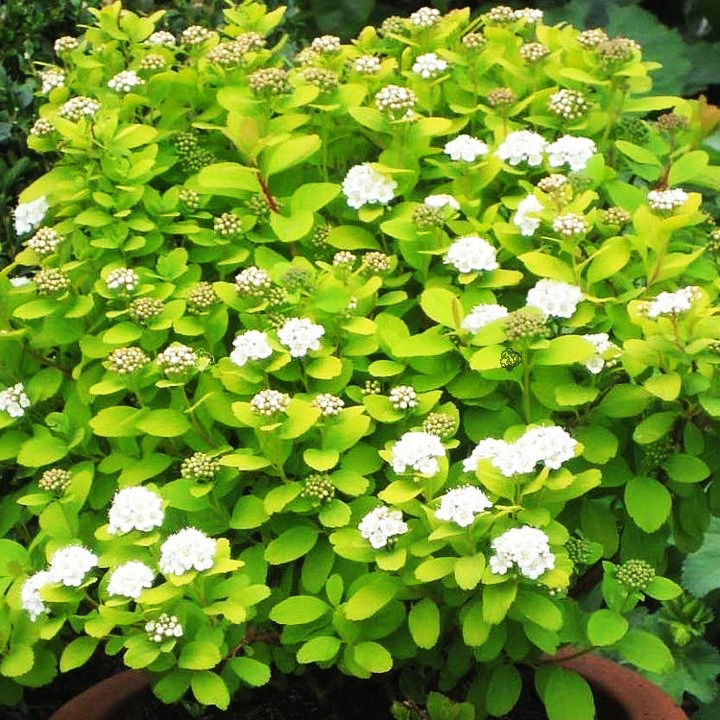 Спирея березолистная Тор Голд / С3 / Spiraea betulifolia Tor Gold - фото 3 - id-p1457223275