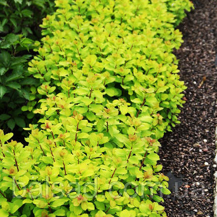 Спірея березолиста Тор Голд / С3 / Spiraea betulifolia Tor Gold, фото 1