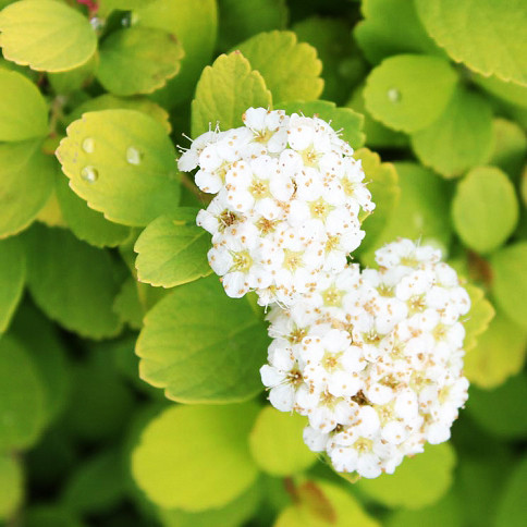 Спирея березолистная Тор Голд / С3 / Spiraea betulifolia Tor Gold - фото 5 - id-p1457223275