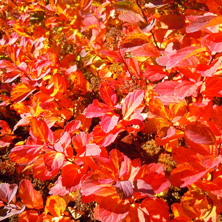 Спирея березолистная Тор Голд / С3 / Spiraea betulifolia Tor Gold - фото 4 - id-p1457223275