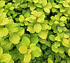 Спірея березолиста Тор Голд / С3 / Spiraea betulifolia Tor Gold, фото 8