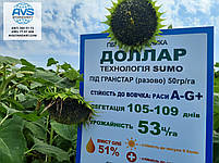 Соняшник під гранстар ДОЛАР. Високоврожайний гібрид ДОЛАР 48ц/га, стійкий до вовчка семи рас A-G+., фото 8