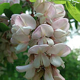 Натуральний прозорий рідкий мед з акації 2025 року, фото 3