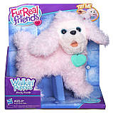 Інтерактивна іграшка Hasbro FurReal Friends Цуценя пуделя PomPom Walkin Puppies Pretty Poodle Plush Toy, фото 3