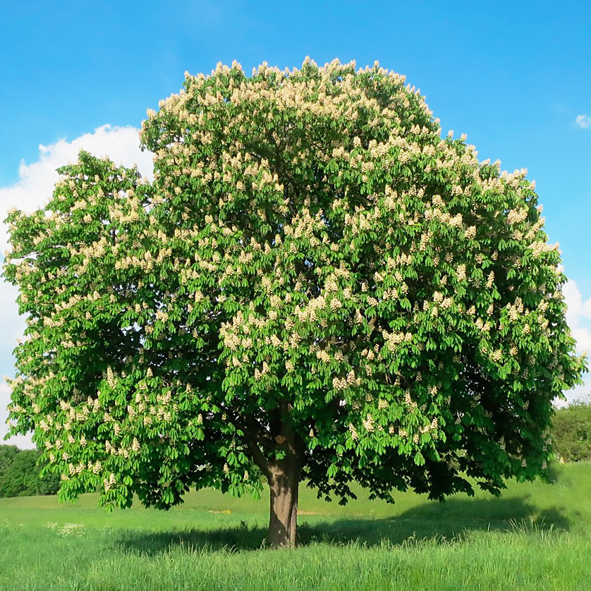 Саджанці Каштану звичайного (Aesculus hippocastanum)