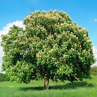 Саджанці Каштану звичайного (Aesculus hippocastanum)