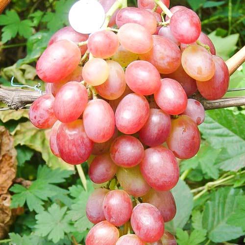 Саженцы Винограда Ливия - раннего срока, крупноплодный, зимостойкий - фото 2 - id-p1457602357
