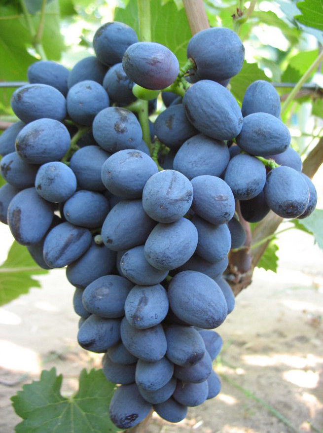 Саженцы столового винограда Забава - раннего срока, крупноплодный, морозостойкий - фото 2 - id-p1457602372