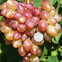 Саджанці Винограду Прометей - раннього терміну, урожайний, морозостійкий