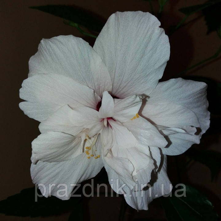 Гибискус комнатный белый махровый Double White укорененные черенки