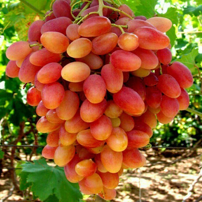Вегетуючі саджанці столового винограду Преображення - раннього терміну, великоплідний, урожайний