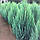 Саджанці Ялівцю скельного Блю Арроу (Juniperus scopulorum Blue Arrow), фото 2