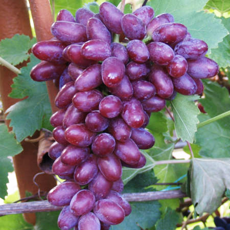 Саджанці Винограду Билина - ранньо-середнього терміну, великоплідний, транспортабельний