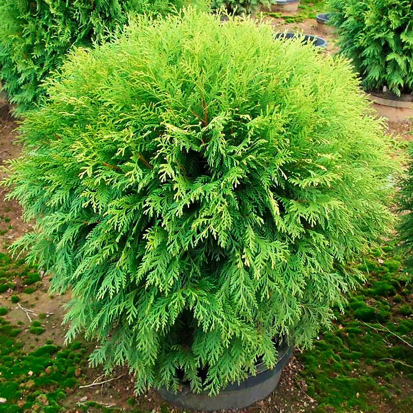 Саджанці Туї західної Вудварді (Thuja occidentalis Woodwardii)