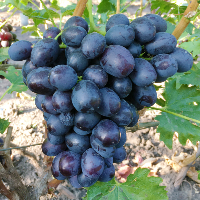 Саджанці Винограду Фердинанд - раннього терміну, морозостійкий, великоплідний