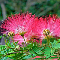 Саджанці Альбіції ленкоранської або ленкоранська акація (Albizia julibrissin)