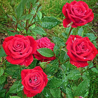Саджанці бордюрної троянди Мейди (Rose Maidу)