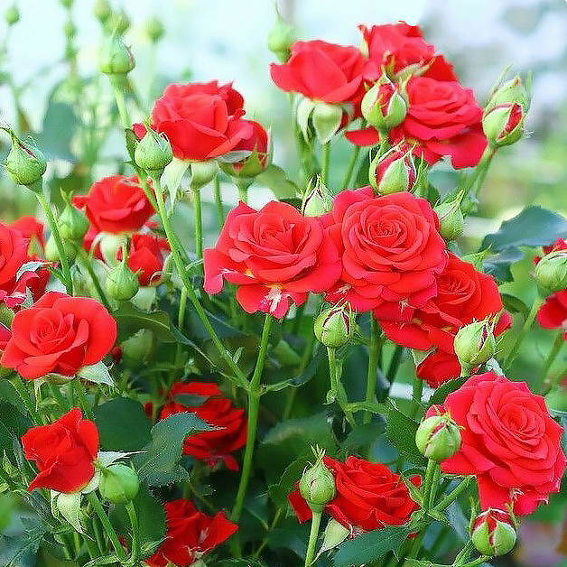 Саджанці спрей троянди Ред Хард (Rose Red Hard)