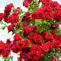 Саджанці плетистої троянди Ореанда (Rose Oreanda)