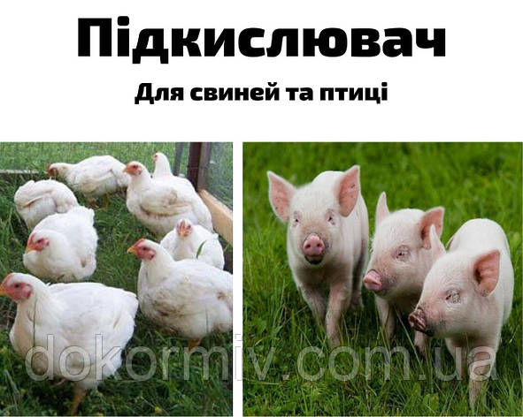 Підкислювач для свиней і птиці(Продаж від 1 кг), фото 1