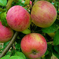 Саджанці Яблуні Старк Ерліест - літня, урожайна, зимостійка
