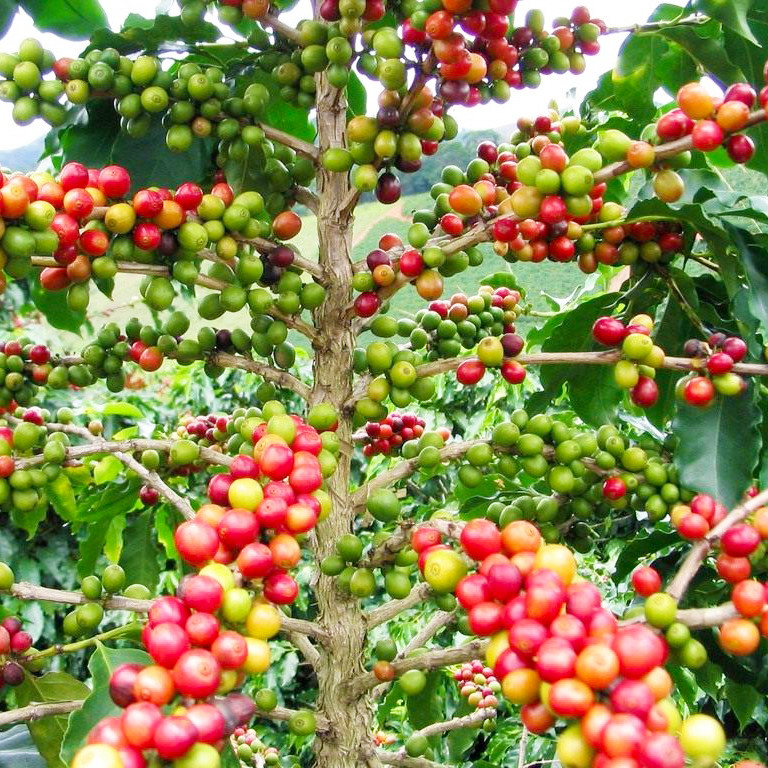 Саджанці Кави Арабіка (Coffea arabica) Р9 - фото 2 - id-p1051186155