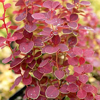 Саджанці Барбарису Тунберга Чікіта (Berberis thunbergii Chiquita)