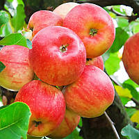 Саджанці Яблуні Делькорф (Дельбарестивеле) - пізньолітня, зимостійка, урожайна