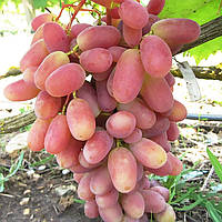 Вегетуючі саджанці столового винограду Нащадок Ризамата - раннього терміну, урожайний, морозостійкий