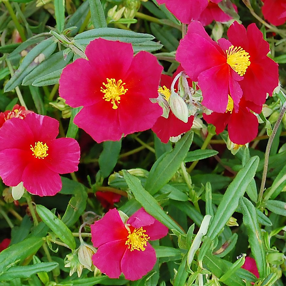 Саджанці Сонцецвіта або Геліантемума (Helianthemum)