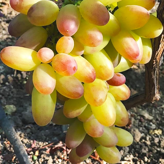 Вегетуючі саджанці столового винограду Троянда Рання - ранній, десертний