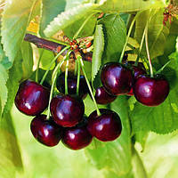 Саджанці Черешні Октавія - пізнього строку, високоврожайна, морозостійка