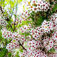Саджанці Горіха Чекалкіна (Ксантоцерас горобинолистний) - Xanthoceras sorbifolium