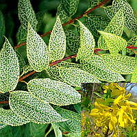 Саджанці Форзиції корейська Кумсон (Forsythia koreana Kumson) Р9