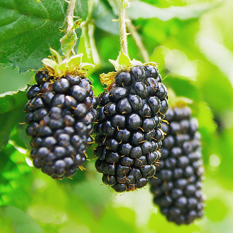 Саджанці ожини Лох Тей (Loch-tay) - безколючкова, рання, солодка Р9, фото 1