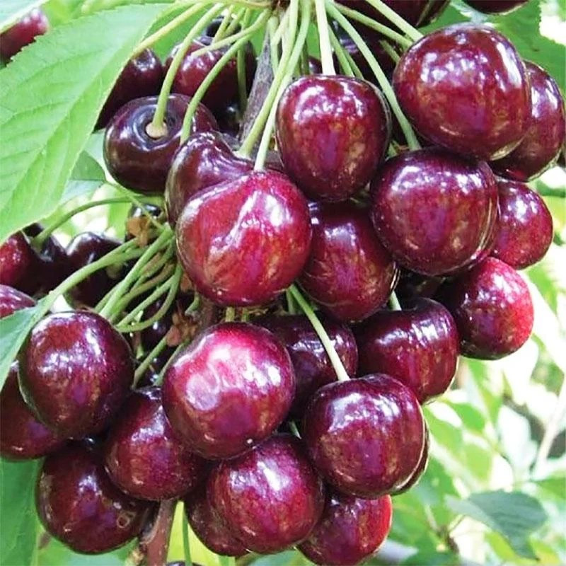 Саджанці Черешні Джорджія, середньо-рання, морозостійка, фото 1