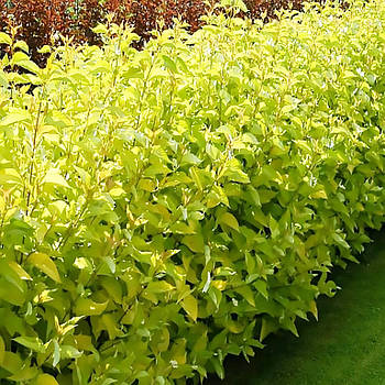 Саджанці Дерена білого Ауреа (Cornus alba Aurea)