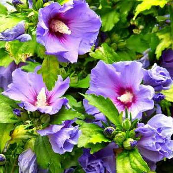 Саджанці Гібіскуса сирійського фіолетового Гармонія (Hibiscus Harmony)