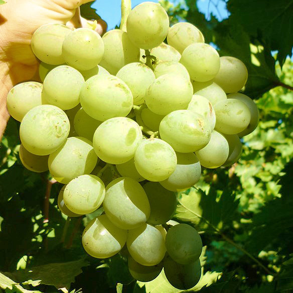 Саджанці Винограду Антоній Великий - ранньо-середнього терміну, великоплідний, морозостійкий, фото 1