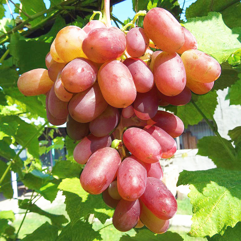 Саджанці Винограду Віктор - раннього терміну, великоплідний, морозостійкий, фото 1