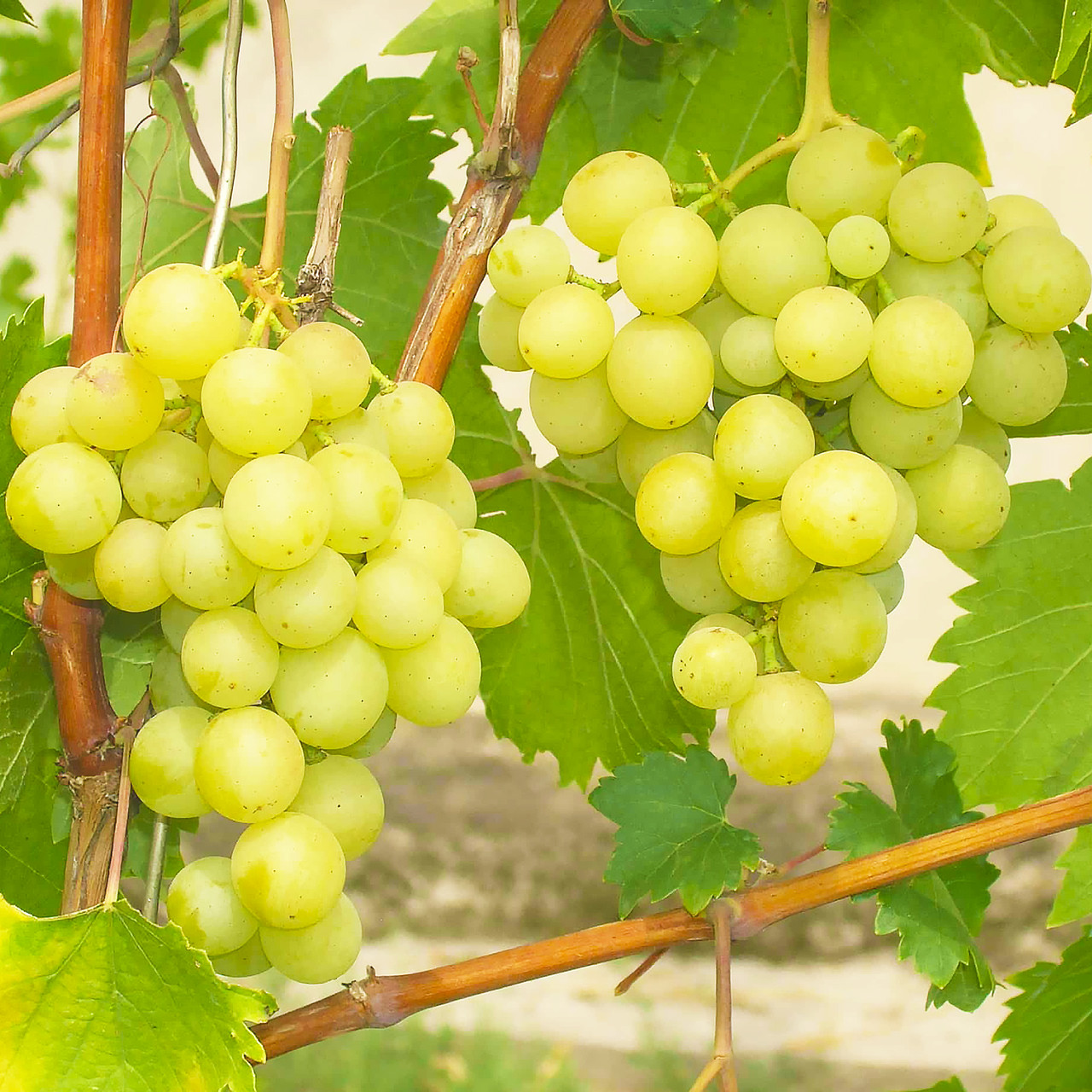 Саджанці Винограду Галбена Ноу - раннього терміну, урожайний, морозостійкий, фото 1