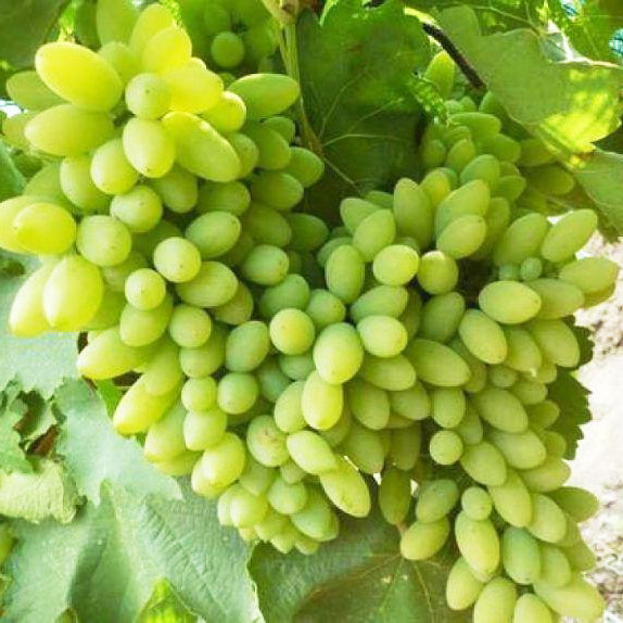 Саджанці Винограду Тимур - раннього терміну, великоплідний, зимостійкий, фото 1