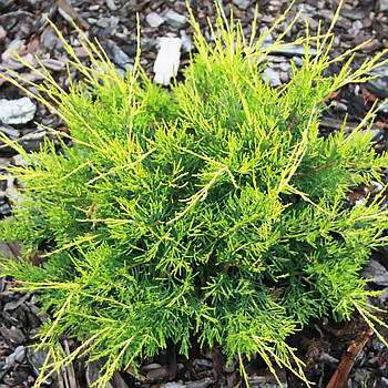 Саджанці Ялівцю китайського Курівао Голд (Juniperus chinensis Kuriwao Gold)