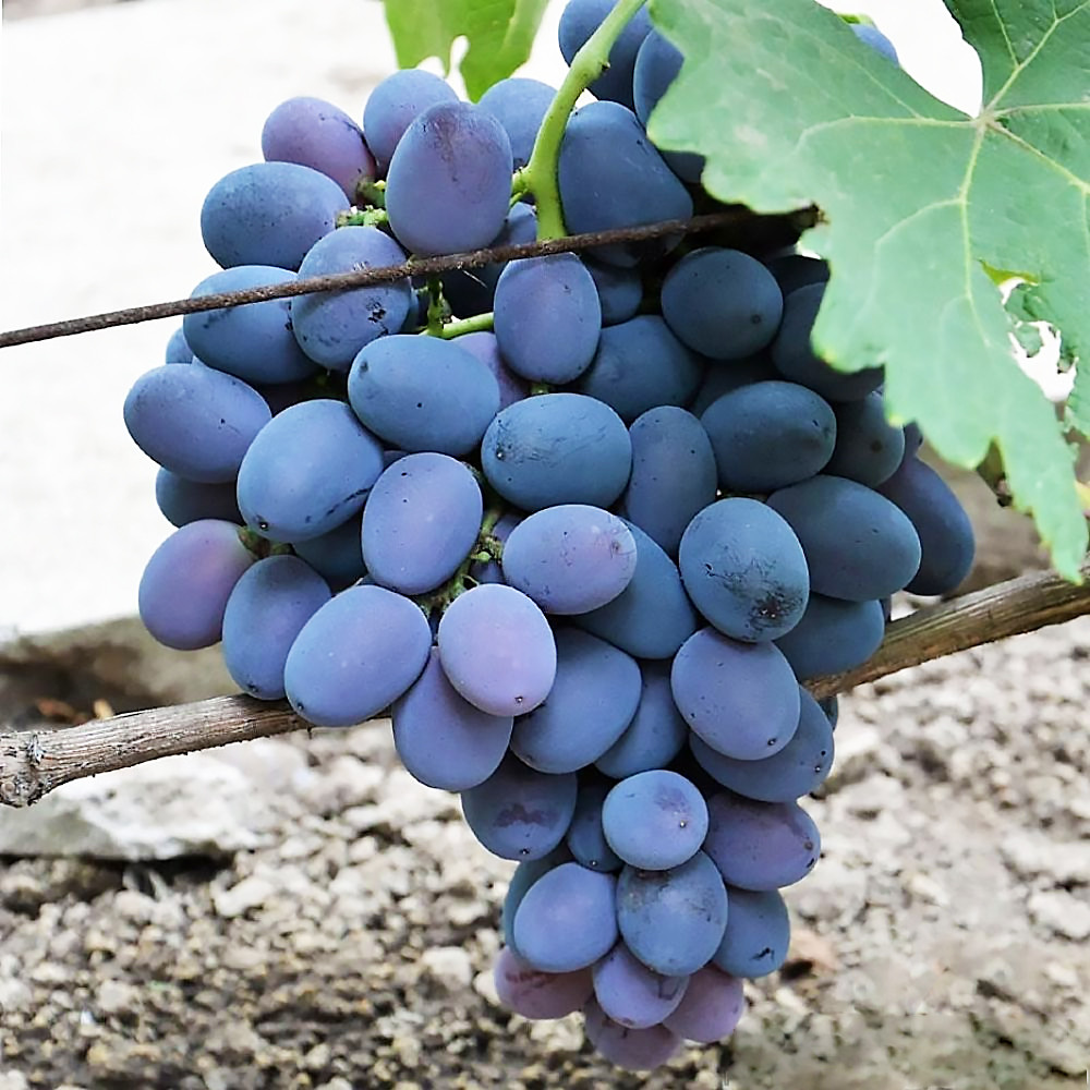 Саджанці Винограду Фуршетний - ранньо-середнього терміну, морозостійкий, врожайний, фото 1