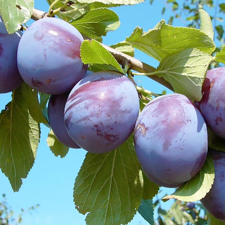 Саджанці Сливи Ганна Шпет - дуже пізня, посухостійка, невибаглива, фото 1