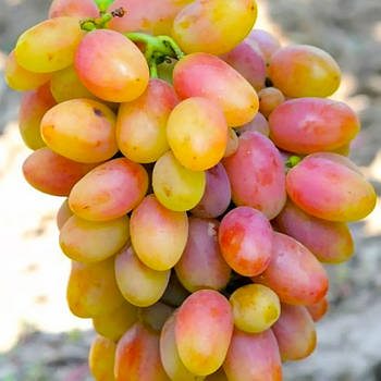 Вегетуючі саджанці столового винограду Катруся Каховська (Тропіканка) - ранній, великоплідний, десертний