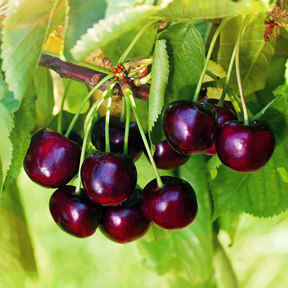 Саджанці Черешні Октавія - пізнього строку, високоврожайна, морозостійка, фото 1