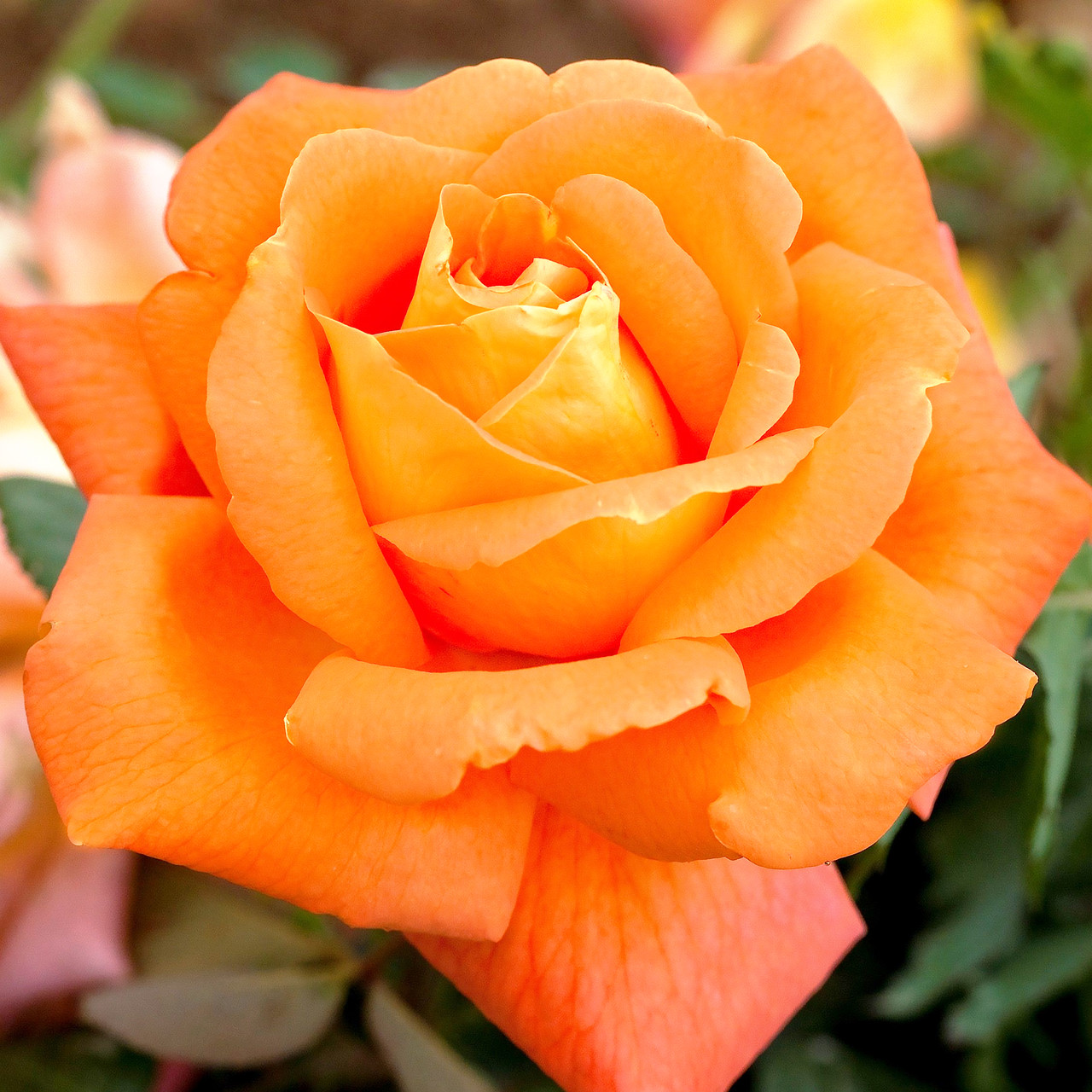 Саджанці чайно-гібридної троянди Магдалена (Rose Magdalena)